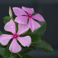 daniel-schneemann-VggTjPUsylU-unsplash